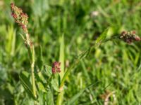 Rumex acetosa ssp. acetosa Kulla Gunnarstorp, Helsingborg, Skåne, Sweden 20150515_0333