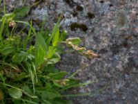 Rumex acetosa ssp. acetosa Tosteberga ängar, Kristianstad, Skåne, Sweden 20150514_0121