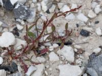 Rumex acetosella ssp. acetosella Hamnen, Klagshamns udde, Malmö, Skåne, Sweden 20160521_0037