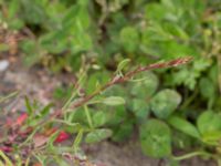 Rumex acetosella ssp. acetosella Svanetorpsvägen, Åkarp, Lomma, Skåne, Sweden 20150528_0063