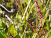 Rumex acetosella ssp. tenuifolius Klosterängshöjden, Lund, Skåne, Sweden 20150612_0045