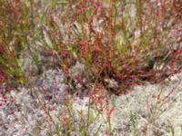 Rumex acetosella tenuifolius Flisberget, Ronneby, Blekinge, Sweden 20140608_0096