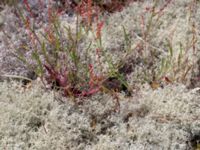 Rumex acetosella tenuifolius Flisberget, Ronneby, Blekinge, Sweden 20140608_0098