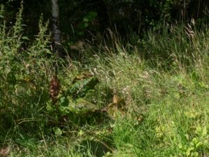 Rumex alpinus - Munk's Rhubarb - Alpskräppa