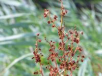 Rumex confertus Södra Ågatan, Mölndal, Västergötland, Sweden 20190716_0369