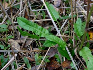 Rumex conglomeratus - Clustered Dock - Dikesskräppa