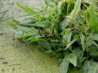 Rumex conglomeratus Skanörs ljung, Falsterbohalvön, Vellinge, Skåne, Sweden 20160617_0311