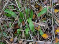 Rumex conglomeratus Trollskogen, Klagshamns udde, Malmö, Skåne, Sweden 20151030_0029