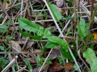 Rumex conglomeratus Trollskogen, Klagshamns udde, Malmö, Skåne, Sweden 20151030_0030