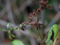 Rumex conglomeratus Trollskogen, Klagshamns udde, Malmö, Skåne, Sweden 20151030_0031