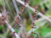 Rumex conglomeratus Trollskogen, Klagshamns udde, Malmö, Skåne, Sweden 20151030_0033