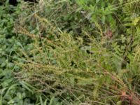 Rumex conglomeratus Tygelsjöbäckens mynning, Tygelsjö ängar, Malmö, Skåne, Sweden 20170725_0018