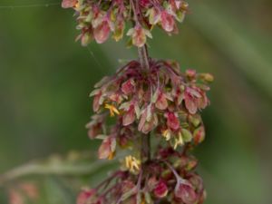 Rumex crispus - Curled Dock - Krusskräppa