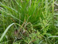 Rumex crispus Bakdjupet, Skanör, Falsterbohalvön, Vellinge, Skåne, Sweden 20160617_0218