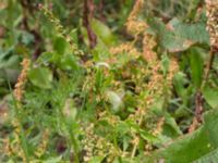 Rumex crispus Burensvik, Båstad, Skåne, Sweden 20170709_0082