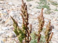 Rumex crispus Gamla Viken, Helsingborg, Skåne, Sweden 20180702_0027