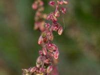 Rumex crispus Grodreservatet, Norra hamnen, Malmö, Skåne, Sweden 20160529_0142