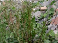 Rumex crispus Grodreservatet, Norra hamnen, Malmö, Skåne, Sweden 20160529_0143