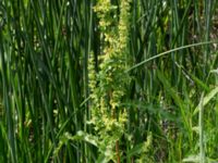 Rumex crispus Lilla Mölleberga, Malmö, Skåne, Sweden 20190620_0058