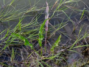 Rumex hydrolapathum - Water Dock - Vattenskräppa