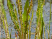 Rumex hydrolapathum Fågeludden, Hornborgasjön, Falköping, Västergötland, Sweden 20190514_0215