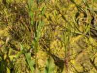 Rumex hydrolapathum Klosterängshöjden, Lund, Skåne, Sweden 20150608_0054