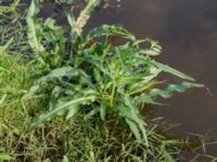 Rumex hydrolapathum Tygelsjö ängar, Malmö, Skåne, Sweden 20150816_0063