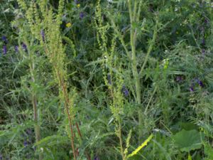 Rumex longifolius - Northern Dock - Gårdsskräppa