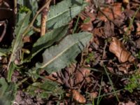 Rumex longifolius Alnarpsparken, Lomma, Skåne, Sweden 20150412_0045