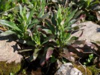 Rumex longifolius Fågelviken, Mölle, Höganäs, Skåne, Sweden 20150515_0261