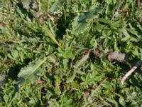 Rumex longifolius Fågelviken, Mölle, Höganäs, Skåne, Sweden 20150515_0266