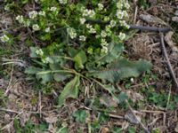 Rumex longifolius Malmödammen, Tygelsjö ängar, Malmö, Skåne, Sweden 20150501_0072