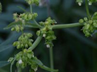 Rumex longifolius Neversvägen, Lund, Skåne, Sweden 20170618_0083