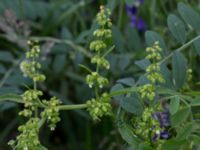 Rumex longifolius Neversvägen, Lund, Skåne, Sweden 20170618_0086