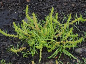 Rumex maritimus - Golden Dock - Strandskräppa