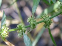 Rumex maritimus ssp. maritimus Sege å Spillepengsgatan, Malmö, Skåne, Sweden 20190806_0018