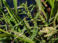 Rumex maritimus ssp. maritimus Sege å Spillepengsgatan, Malmö, Skåne, Sweden 20190806_0020