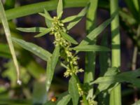 Rumex maritimus ssp. maritimus Sege å Spillepengsgatan, Malmö, Skåne, Sweden 20190806_0021