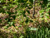 Rumex obtusifolius Ensligheten, Ystad, Skåne, Sweden 20170620_0124