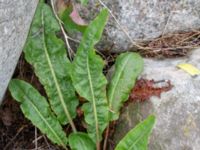 Rumex obtusifolius Kåsen, Malmö, Skåne, Sweden 20180717_0010-1