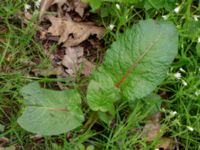 Rumex obtusifolius Smedstorp, Tomelilla, Skåne, Sweden 20190518_0020