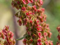 Rumex obtusifolius Svanetorpsvägen, Åkarp, Lomma, Skåne, Sweden 20160625_0098