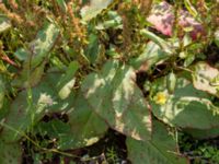 Rumex obtusifolius Svanetorpsvägen, Åkarp, Lomma, Skåne, Sweden 20160625_0100