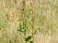 Rumex obtusifolius ssp. obtusifolius Oscarshemsparken, Lund, Skåne, Sweden 20180626_0056