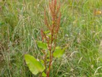 Rumex obtusifolius ssp. sylvestris Måryd fd fälad, Lund, Skåne, Sweden 20180624_0054