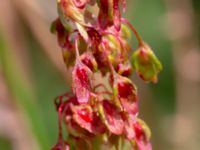 Rumex obtusifolius ssp. sylvestris Måryd fd fälad, Lund, Skåne, Sweden 20180624_0056