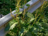 Rumex obtusifolius ssp. transiens Vaktkuren infarten Kullabergs NR, Höganäs, Skåne, Sweden 20180702_0160