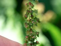 Rumex obtusifolius ssp. transiens Vaktkuren infarten Kullabergs NR, Höganäs, Skåne, Sweden 20180702_0162