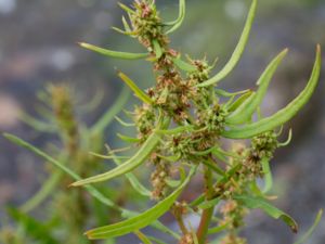 Rumex palustris - Marsh Doc - Sumpskräppa