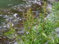 Rumex palustris Pildammsparken, Malmö, Skåne, Sweden 20150717_0033